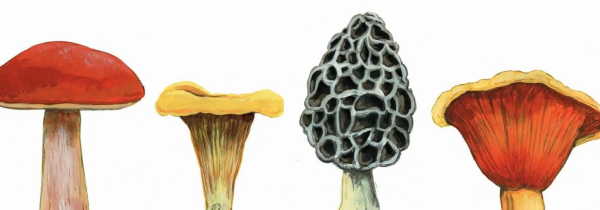 champignons