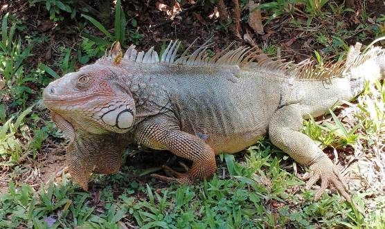 Varan