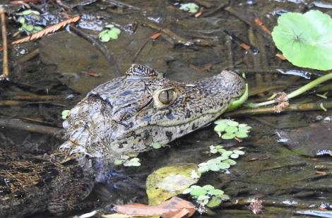 Crocodile