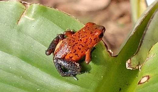 Grenouille