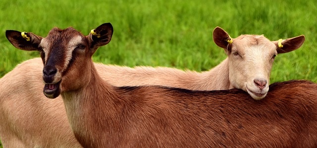 La CHEVRE